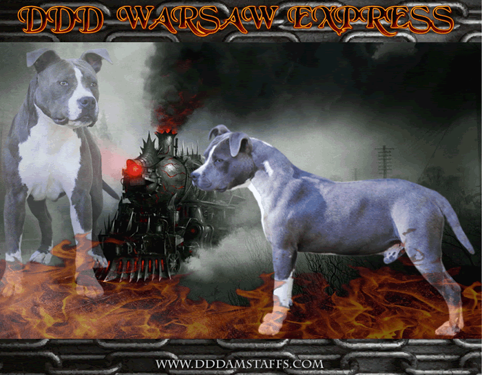 DDDawgs Warsaw Express